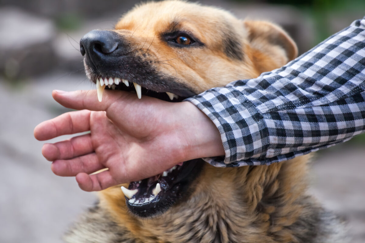 Understanding Negligence in Arizona Dog Bite Lawsuits