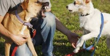 Common Defenses Used in Arizona Dog Bite Lawsuits