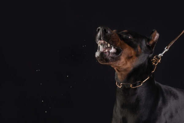 Compensation Available for Dog Bite Injuries in Goodyear, Arizona