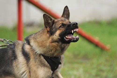 Understanding Comparative Negligence in Arizona Dog Bite Cases